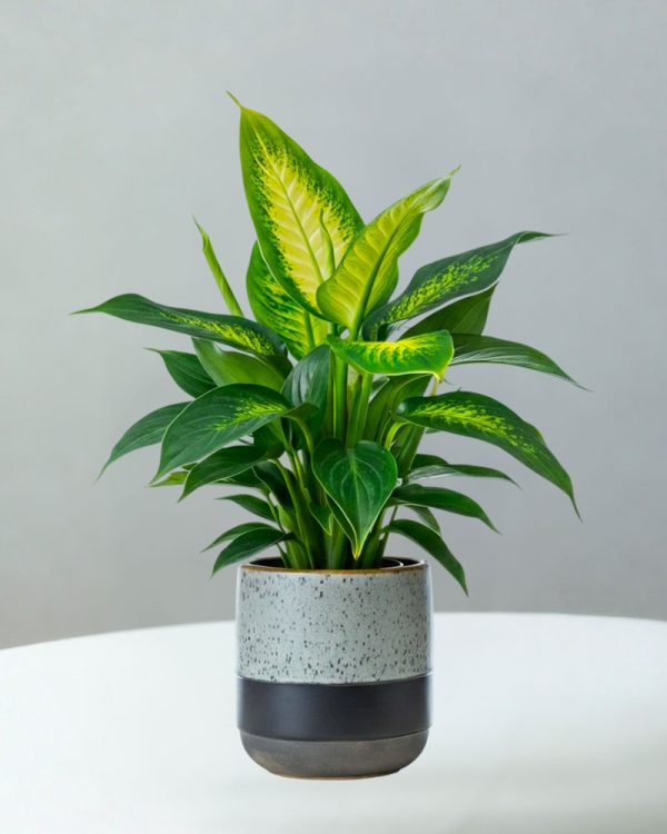 Green Plants, Flowering Plants, Simi Flowers and Gifts, Ventura County Florist