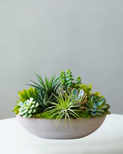 Plants, Sarasota Florist, Bradenton Florist, Same-Day Delivery Service